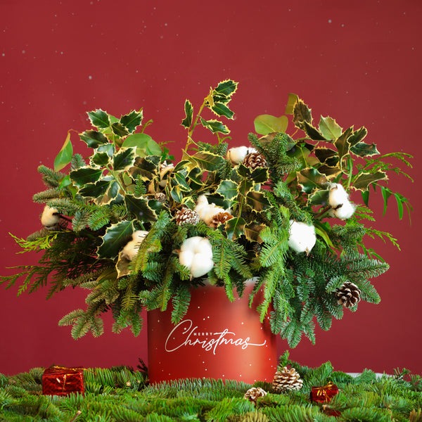 Holly in Box - Grandiose