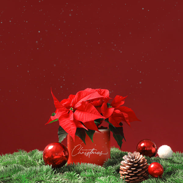 Festive Poinsettia in Box - Chic