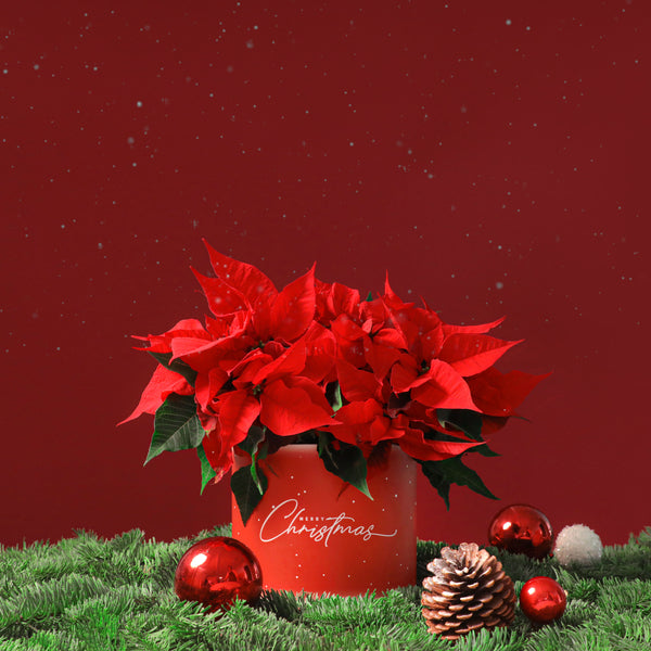 Festive Poinsettia in Box - Majestic
