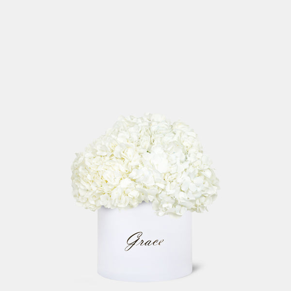 White Hydrangea in Box