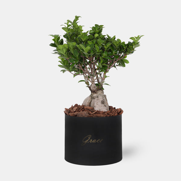 Bonsai in Box