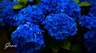 Hydrangea Flower Maintenance