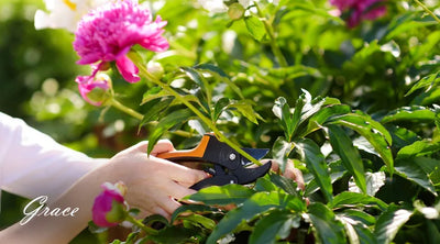 Peony flower maintenance