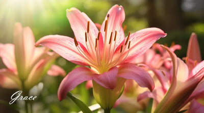 Lily Flower Meaning And Symbolism