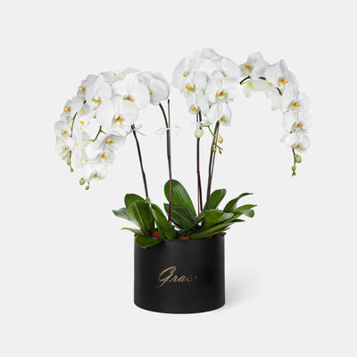 Orchids & Plants