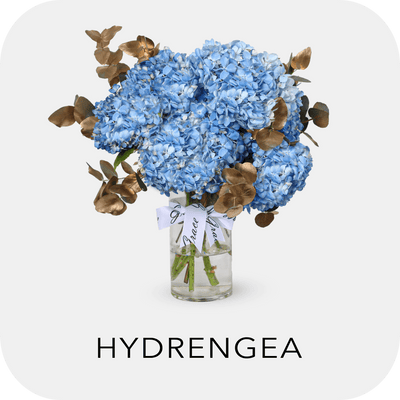 Hydrangea