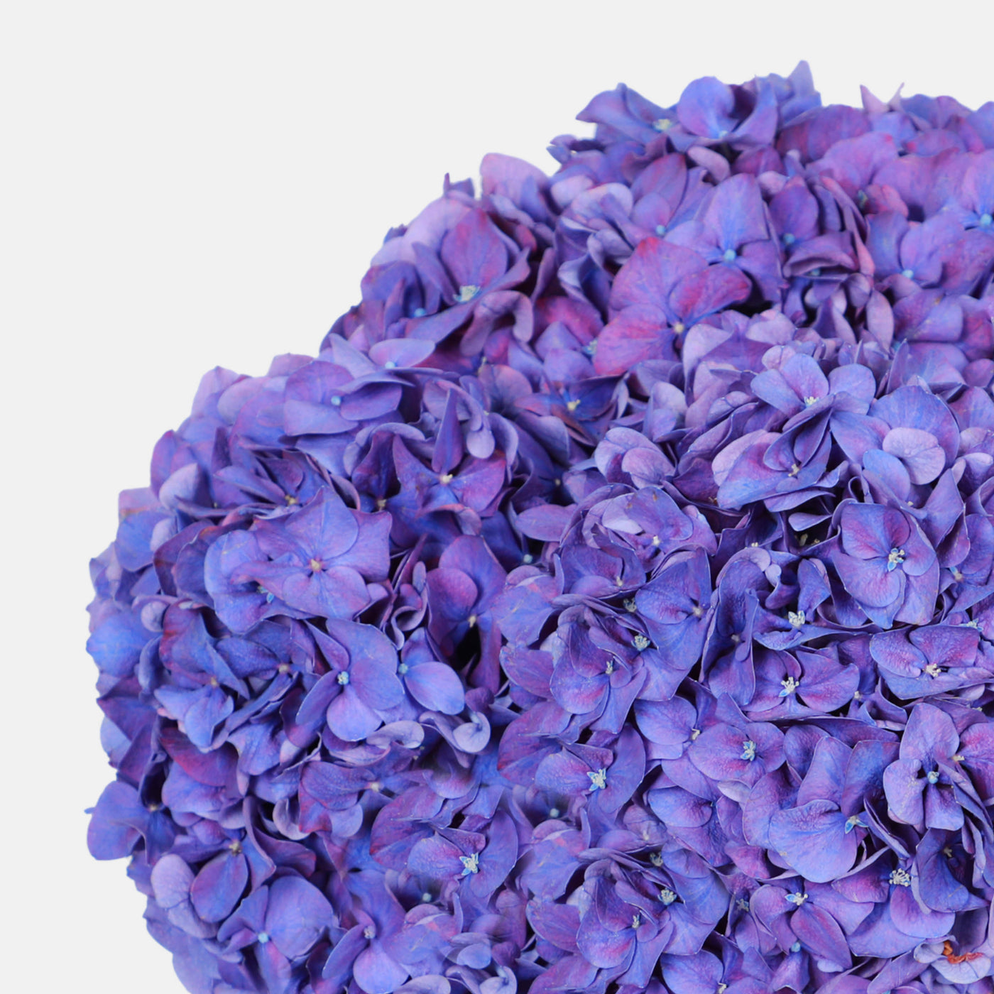 Purple Hydrangea Box