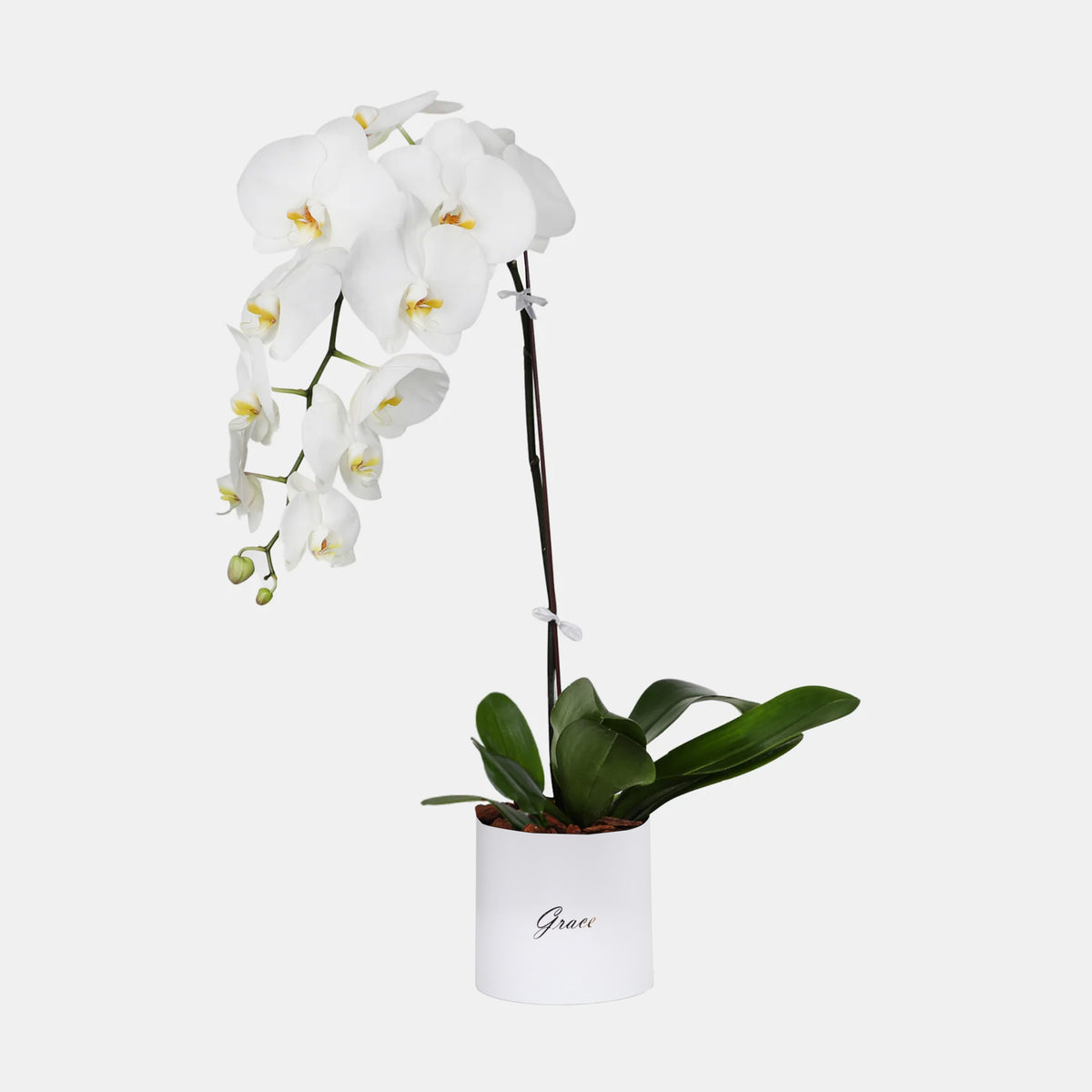 1 Orchid in Box