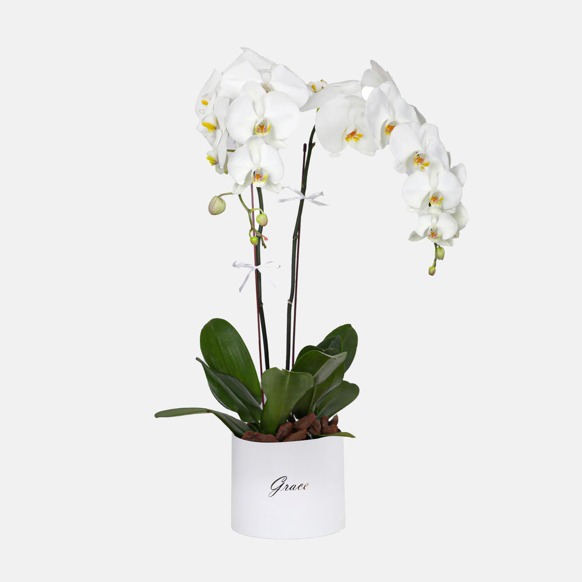 2 Orchids in Box