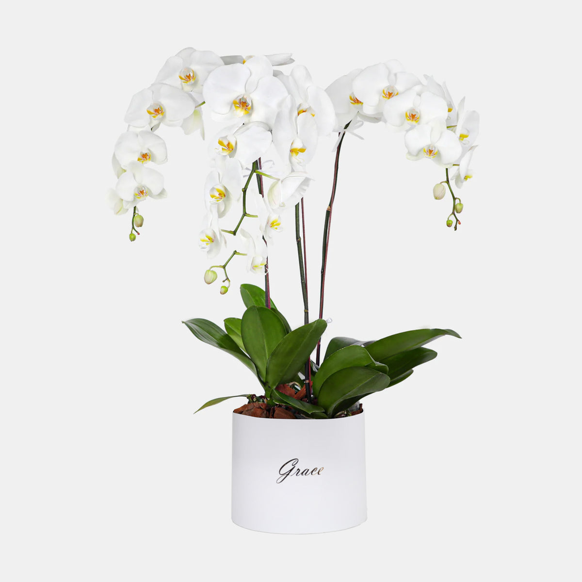 3 Orchids in Box