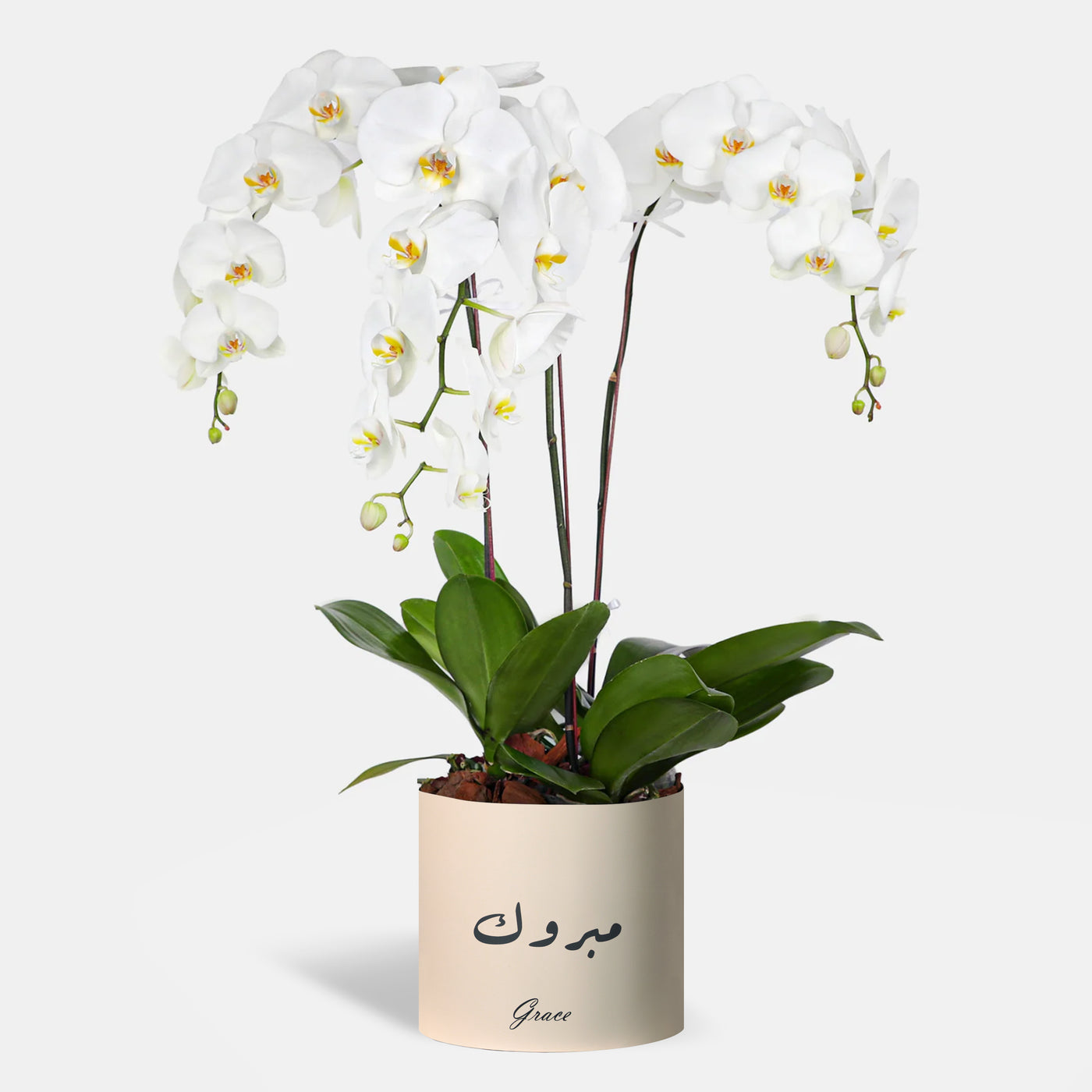 Congratulations Phalaenopsis White Orchids in a Box