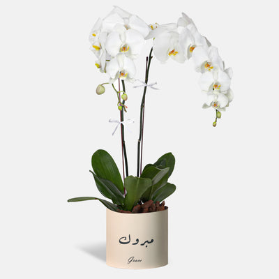 Congratulations Phalaenopsis White Orchids in a Box