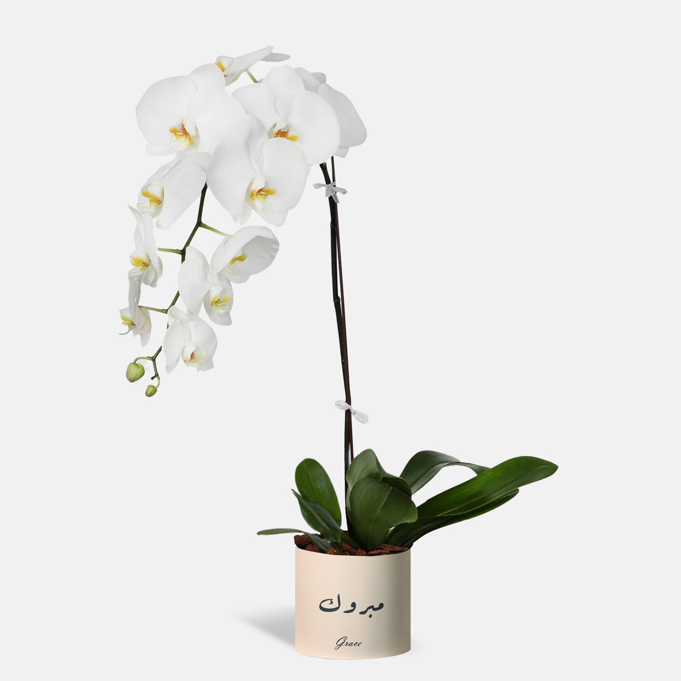 Congratulations Phalaenopsis White Orchids in a Box