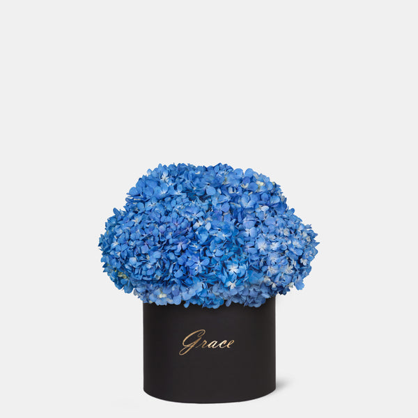 Blue Hydrangea in Box