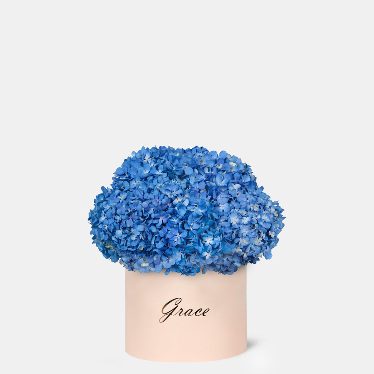 Blue Hydrangea in Box