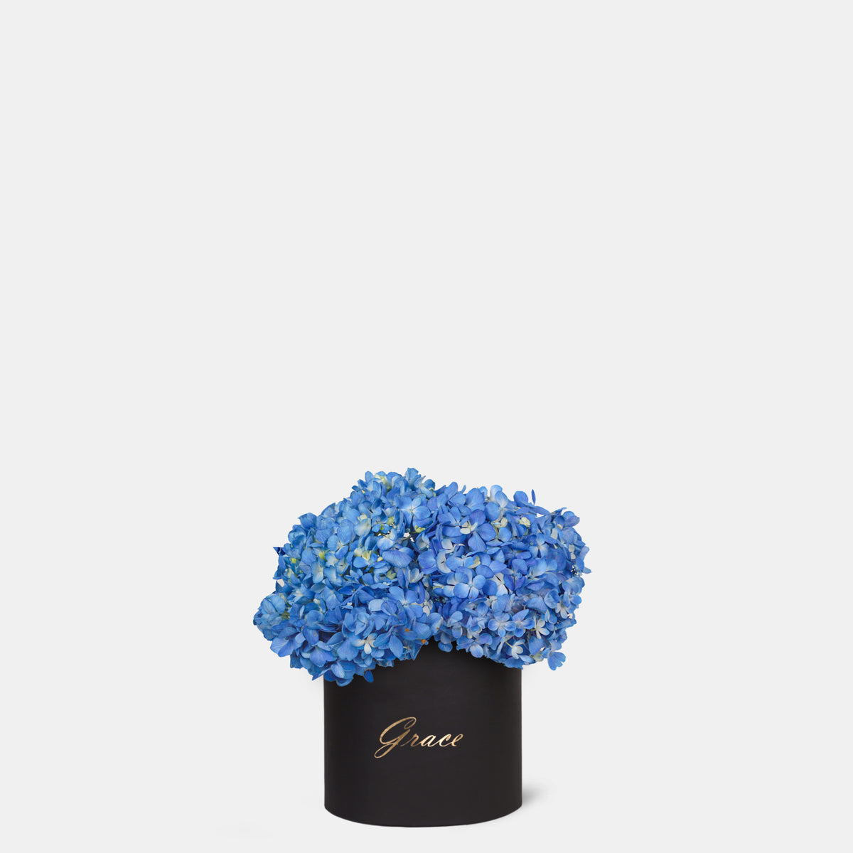 Blue Hydrangea in Box