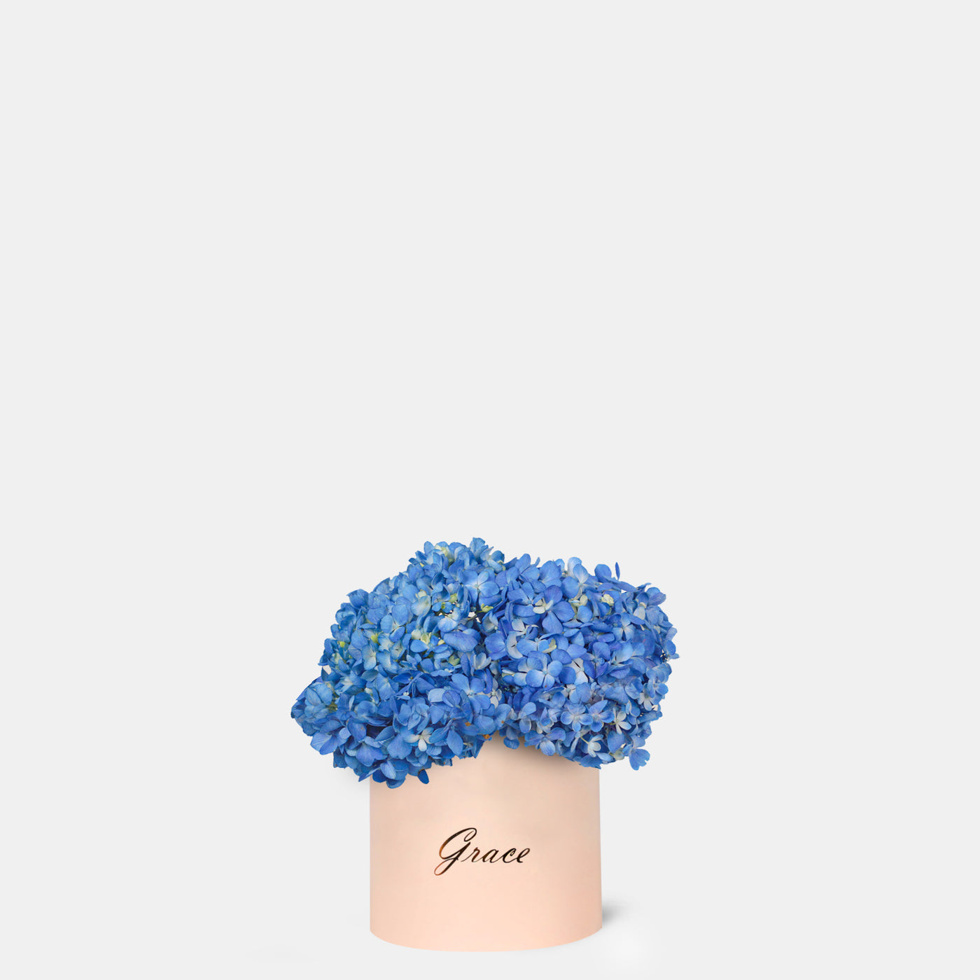 Blue Hydrangea in Box