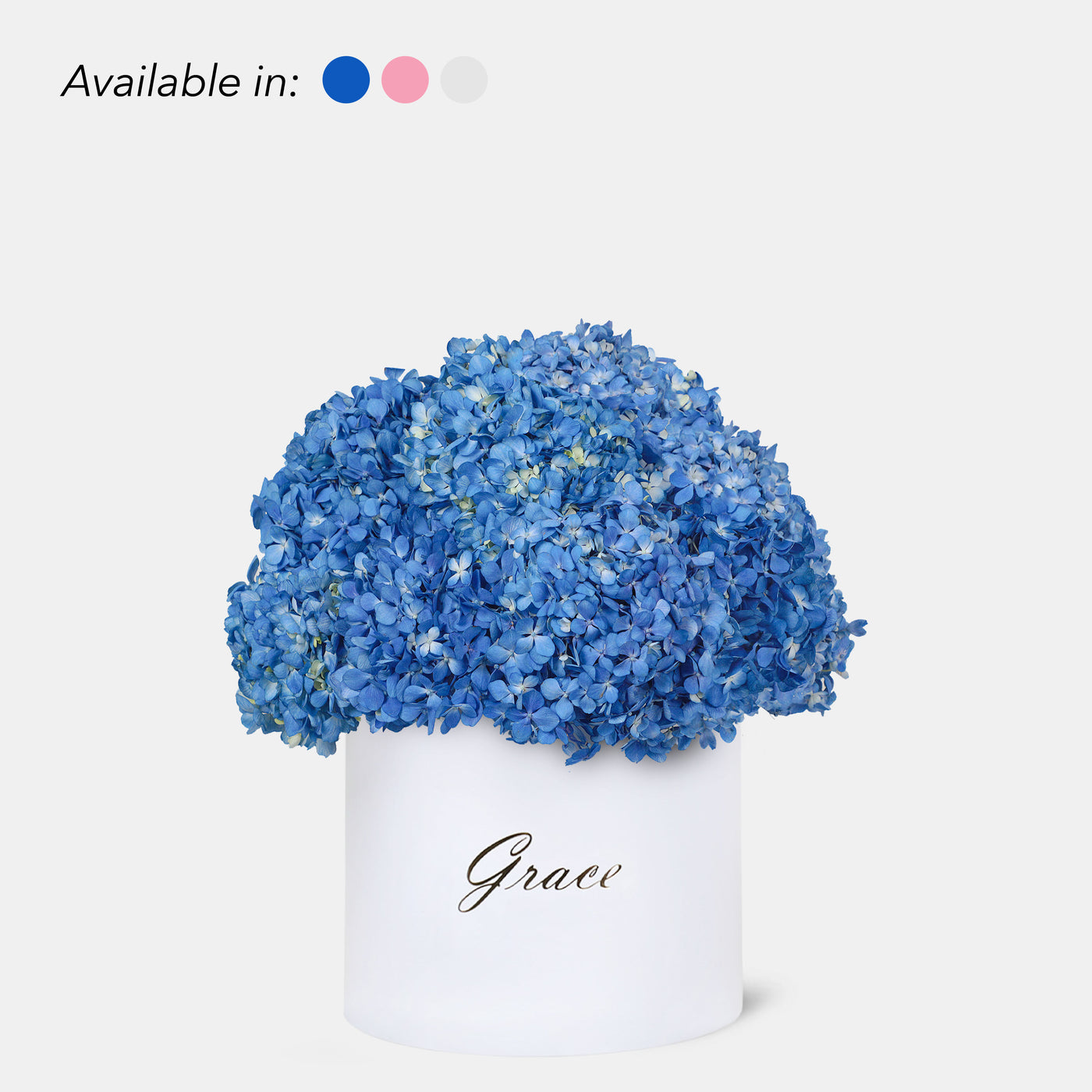 Blue Hydrangea in Box