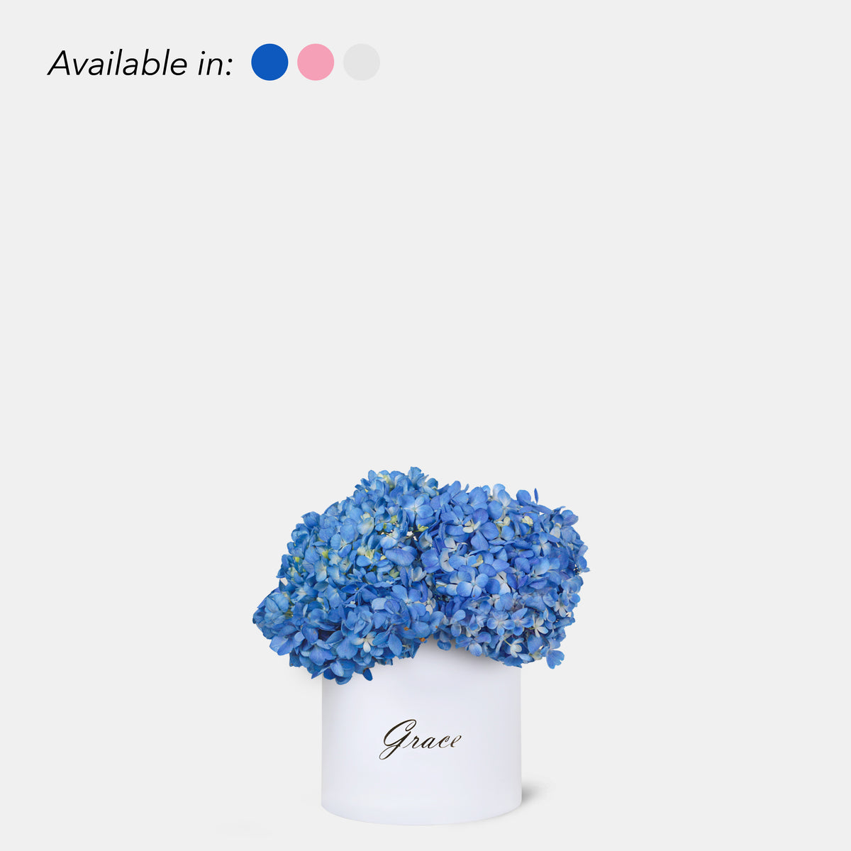 Blue Hydrangea in Box