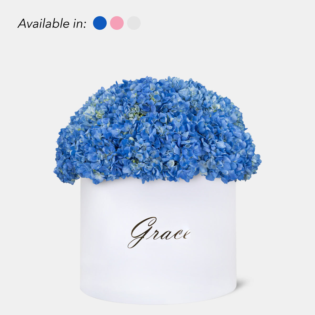 Blue Hydrangea in Box
