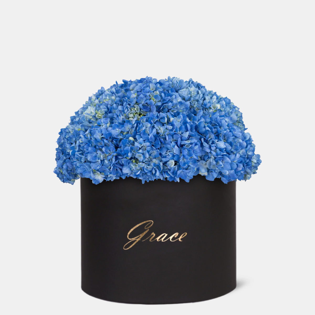 Blue Hydrangea in Box