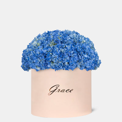 Hydrangea in Box - Monumental