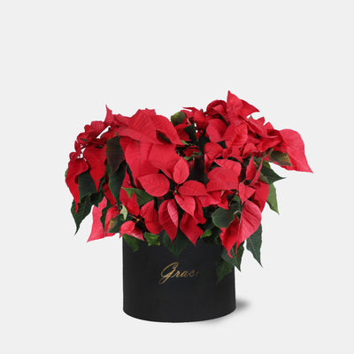 Cheerful Poinsettia Plant