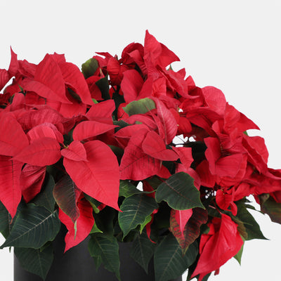 Cheerful Poinsettia Plant