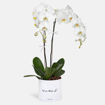 You did it Phalaenopsis White Orchids in a Box