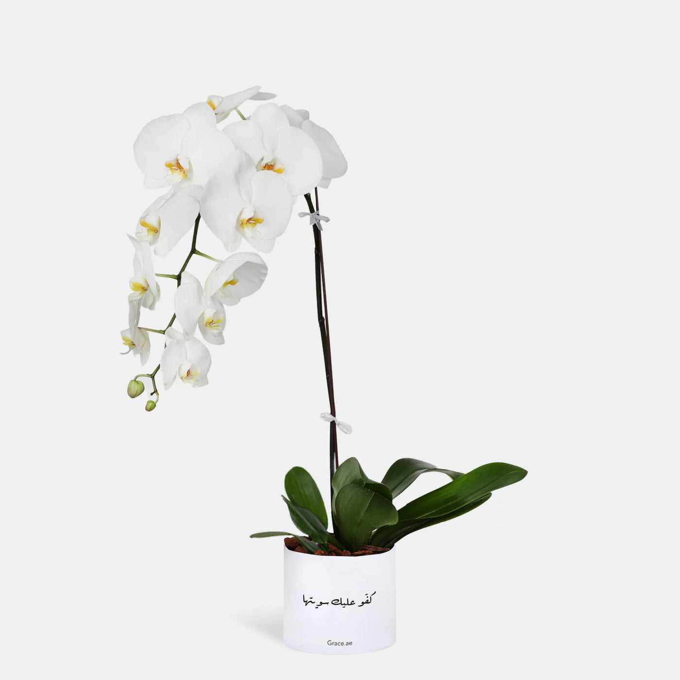 You did it Phalaenopsis White Orchids in a Box