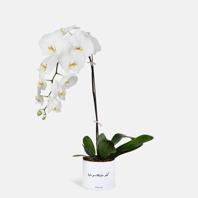 You did it Phalaenopsis White Orchids in a Box