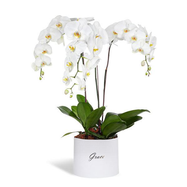 Orchids & Plants