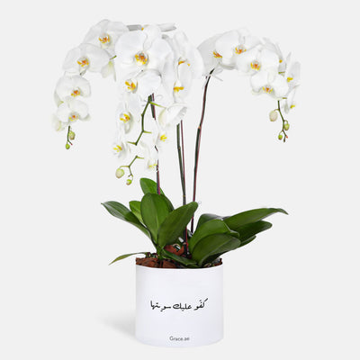 You did it Phalaenopsis White Orchids in a Box