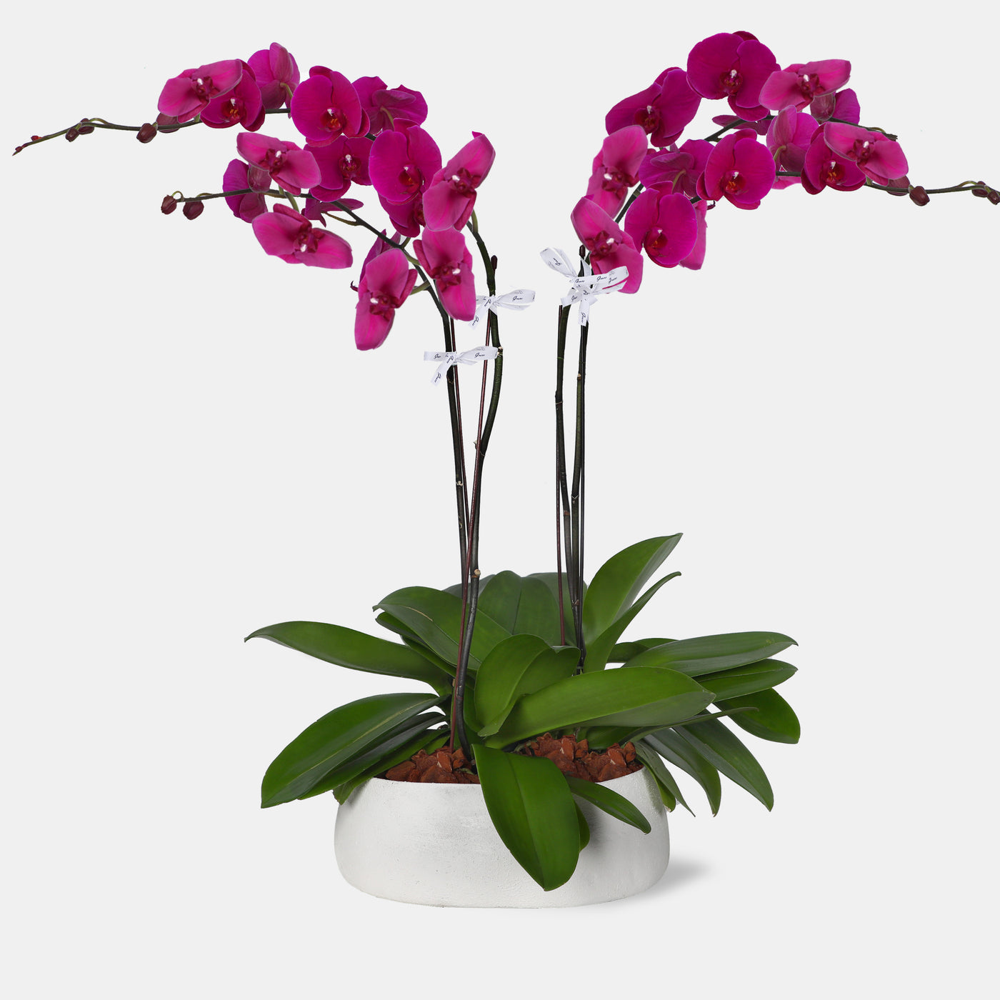 Phalaenopsis Purple Orchids in Vase