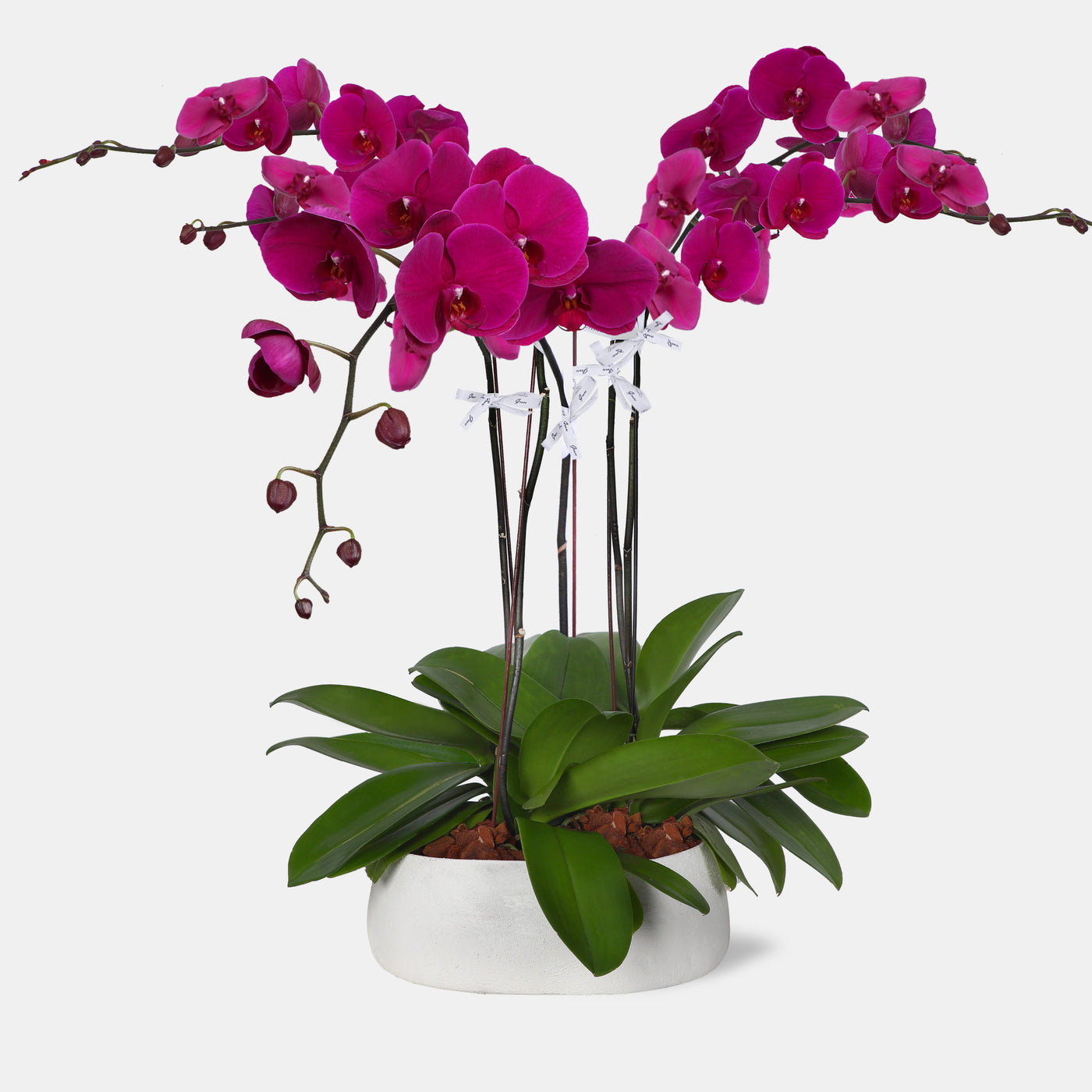 Phalaenopsis Purple Orchids in Vase