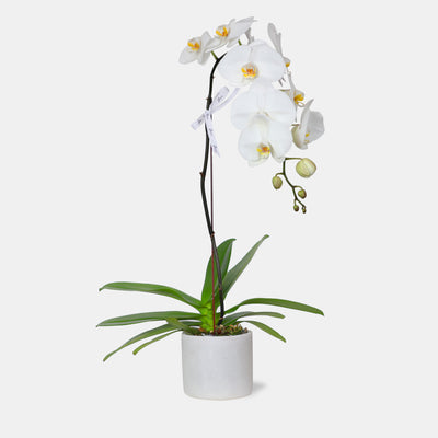 Phalaenopsis White in Vase