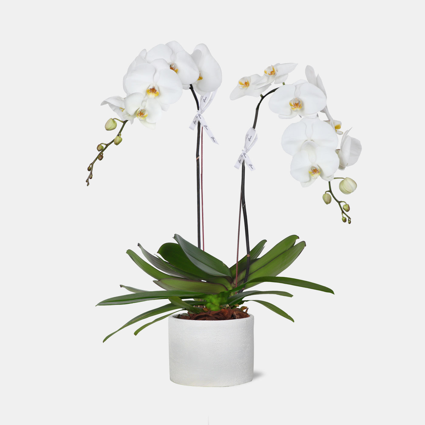 Phalaenopsis White in Vase