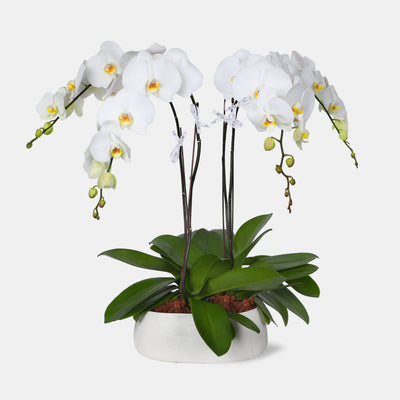 Phalaenopsis White in Vase