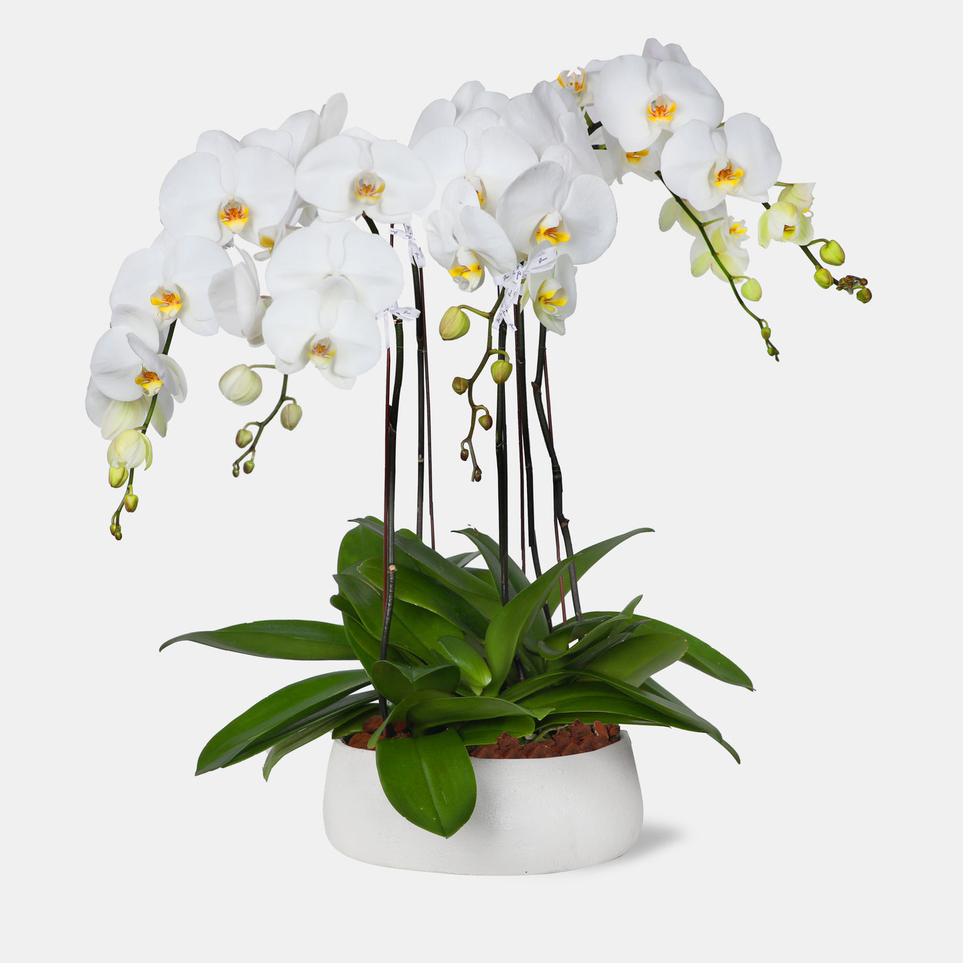 Phalaenopsis White in Vase