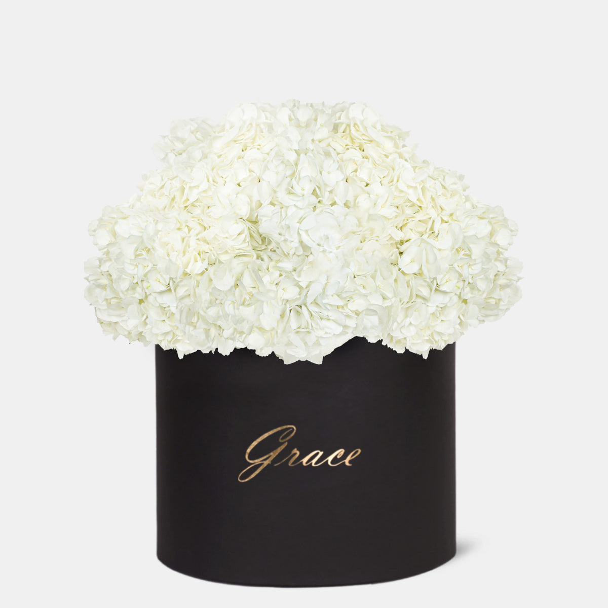 White Hydrangea in Box