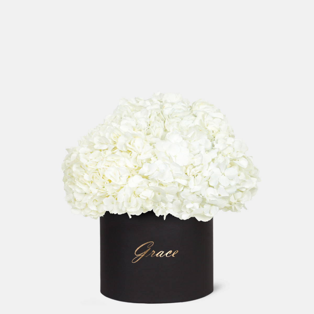 White Hydrangea in Box