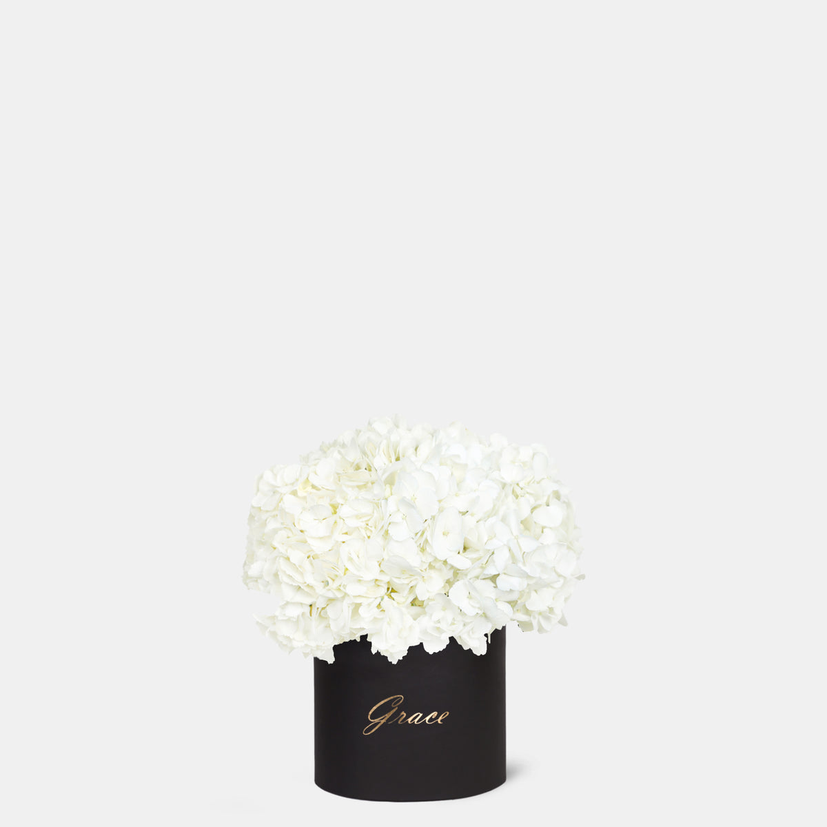 White Hydrangea in Box