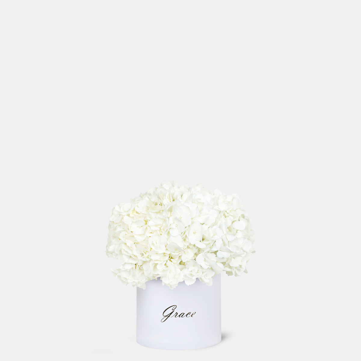 White Hydrangea in Box