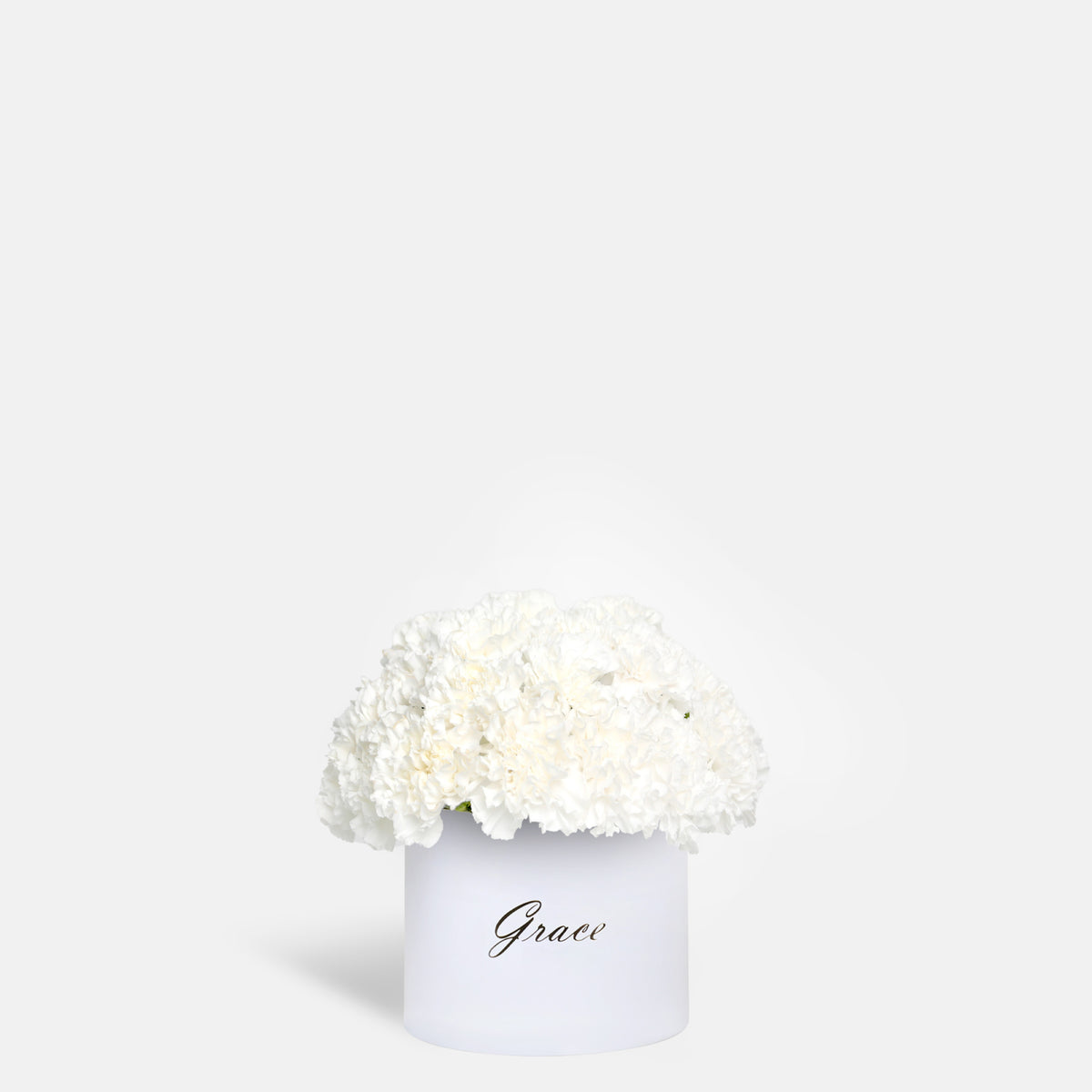 White Carnation in Box