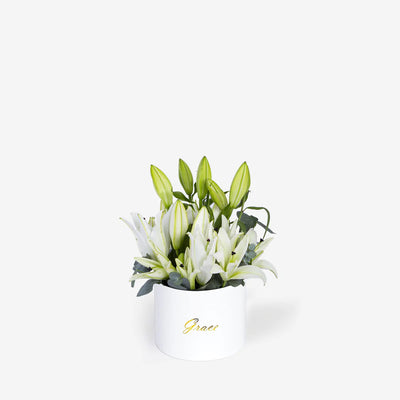 White Lily in Box