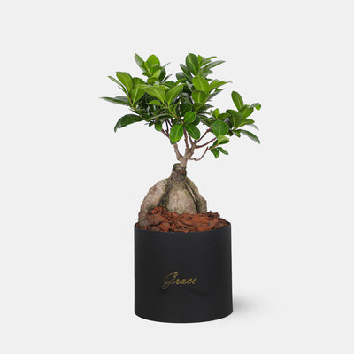 Midnight Forest (Bonsai Tree, Covet Truffles & LOS Candle)